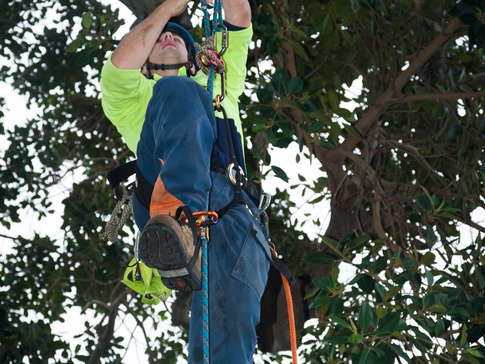 Qualified arborist working in a mature tree during an Enviro Trees UK survey in Stirling